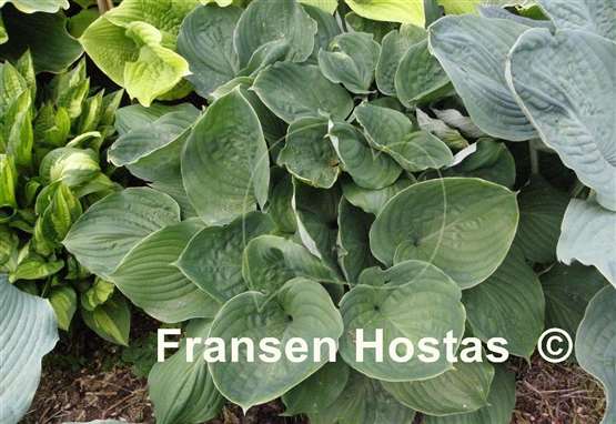 Hosta Slick Willie